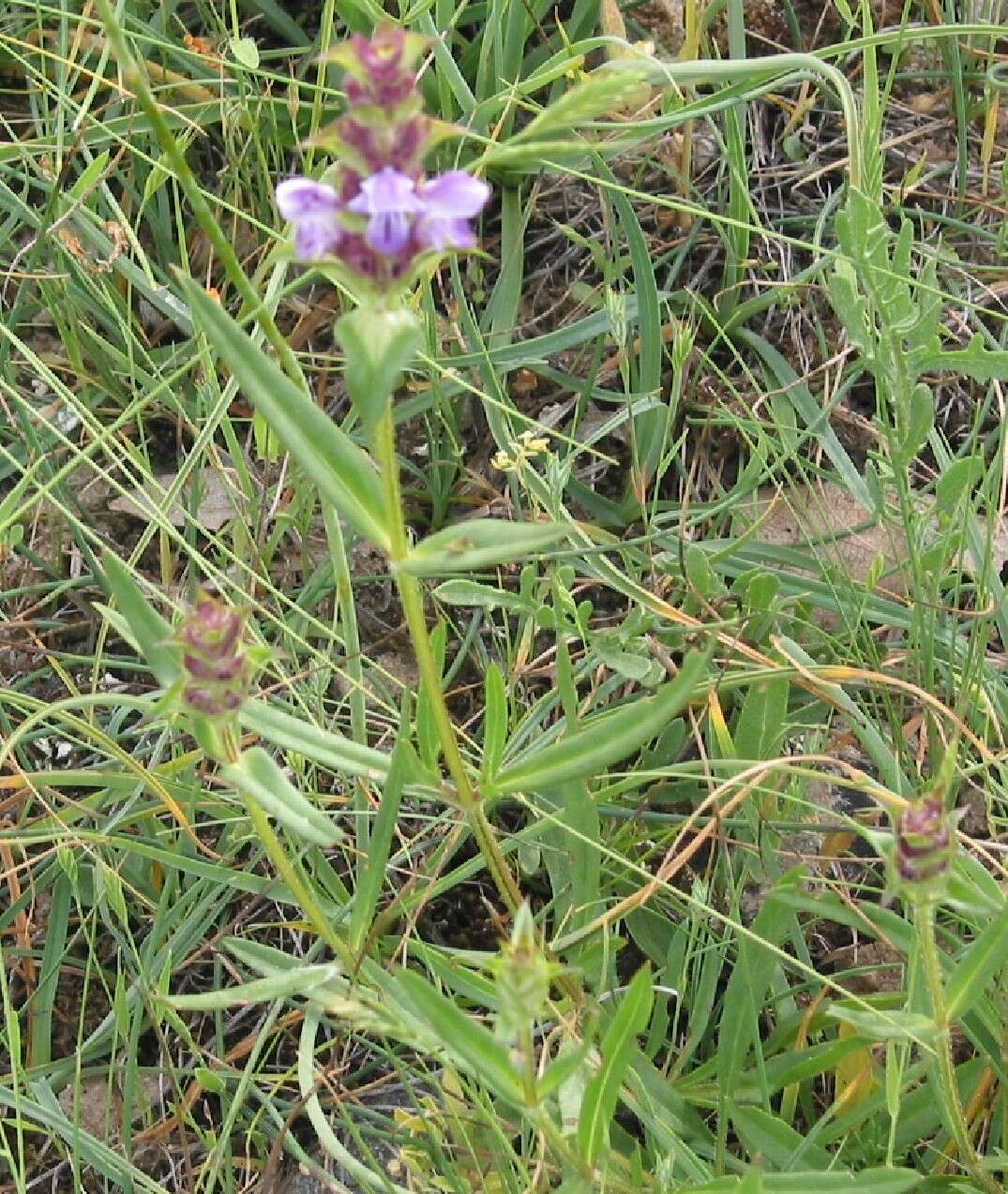 Image of Prunella hyssopifolia L.