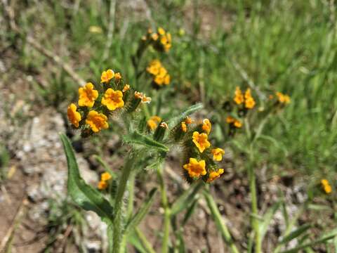 Слика од Amsinckia tessellata A. Gray