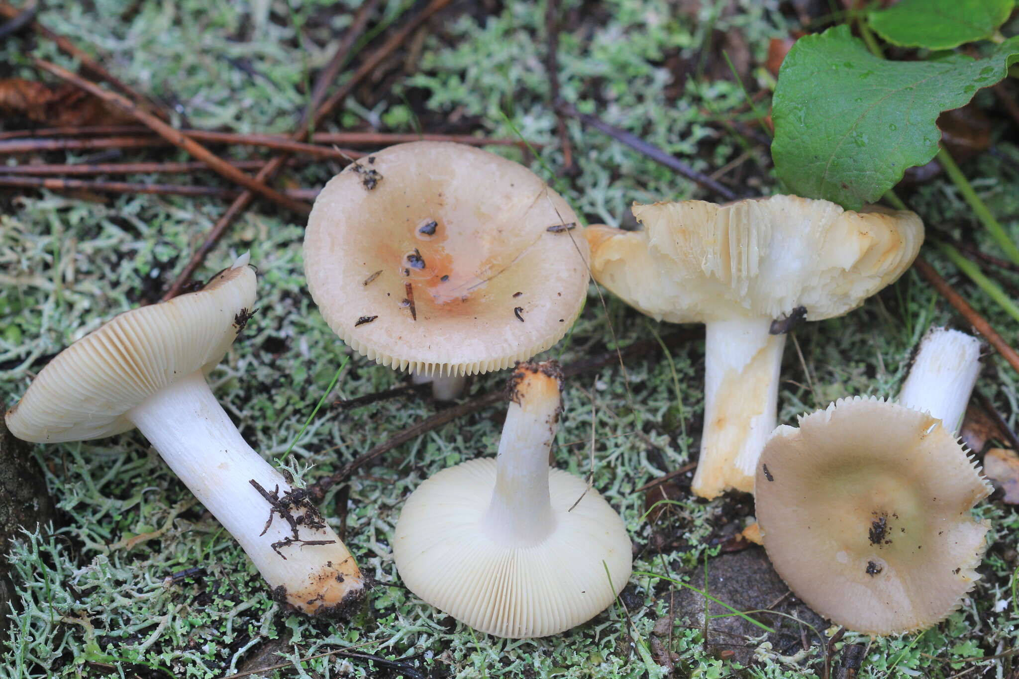 Image of Russula cistoadelpha M. M. Moser & Trimbach 1981