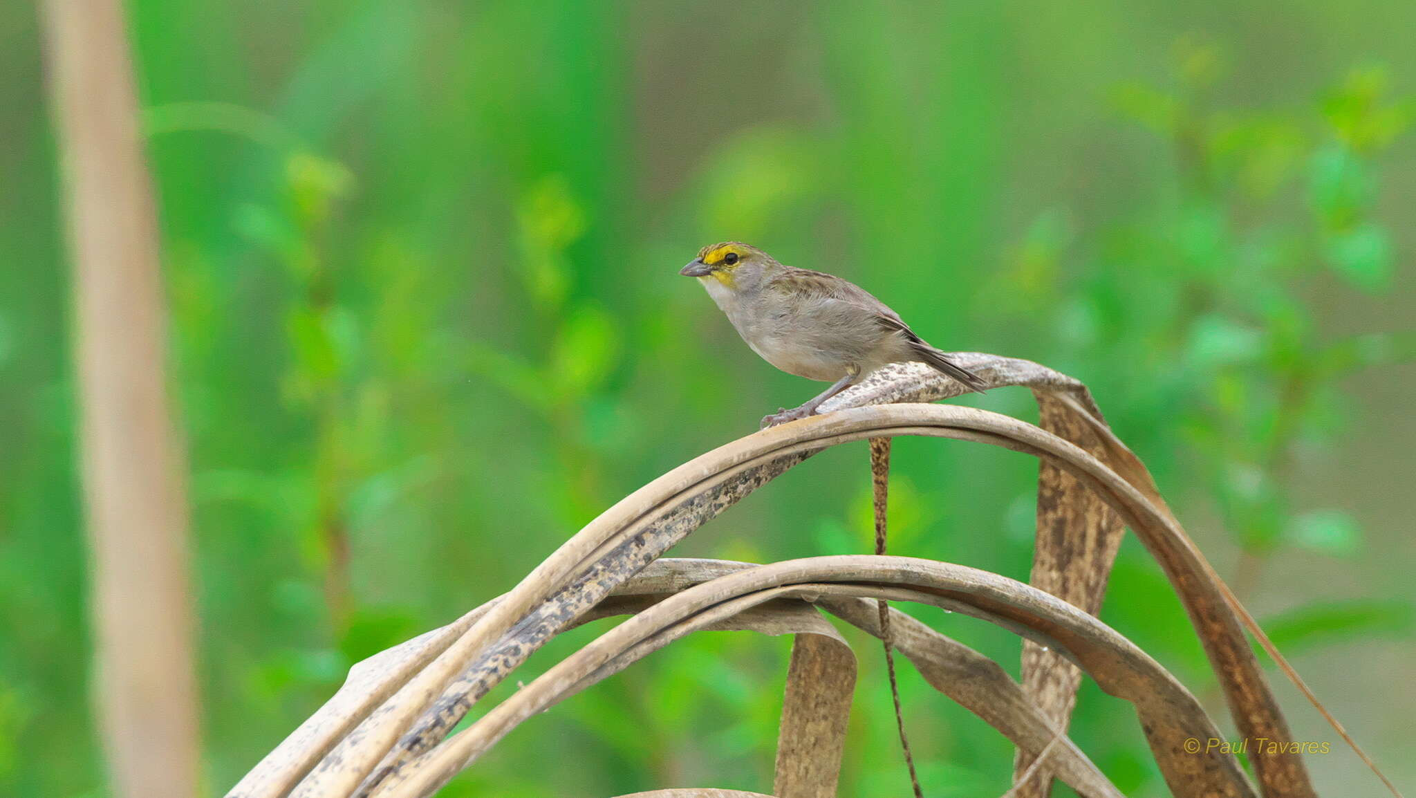 Image of Yellow-browed Sparrow