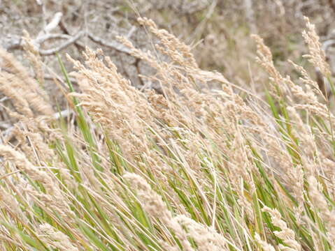 Image of Poa anceps G. Forst.