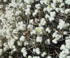 Image of Ptilotus albidus (C. Gardner) Benl