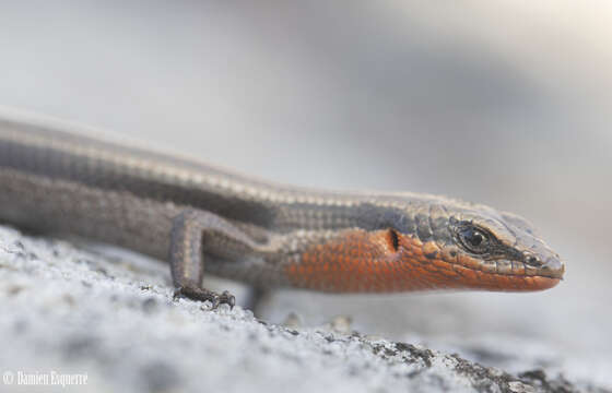 Image of Red-throated Cool-skink