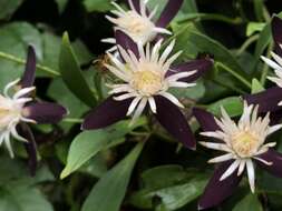 Image of Clematis tashiroi Maxim.