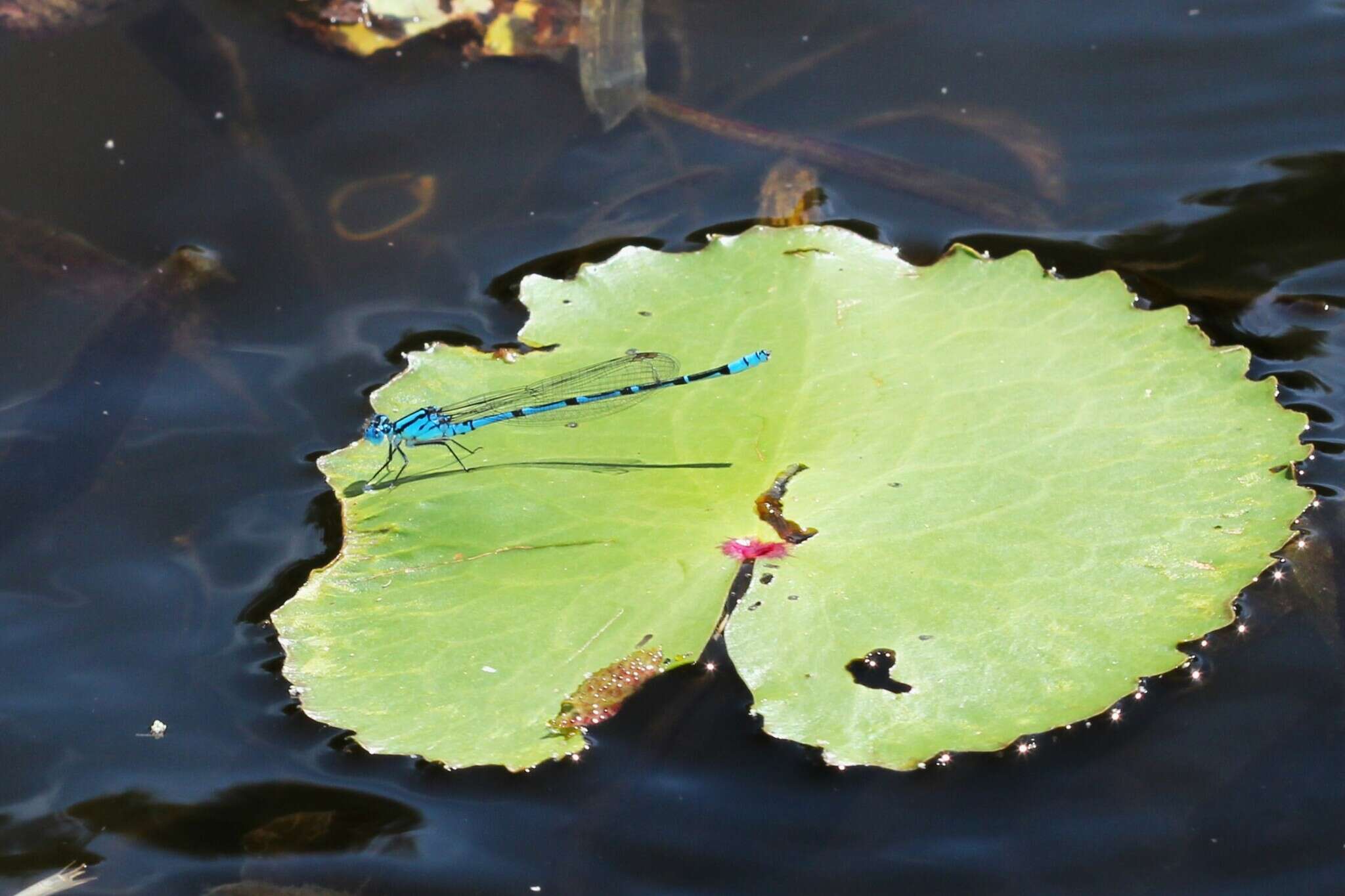 Imagem de Caliagrion billinghursti (Martin 1901)