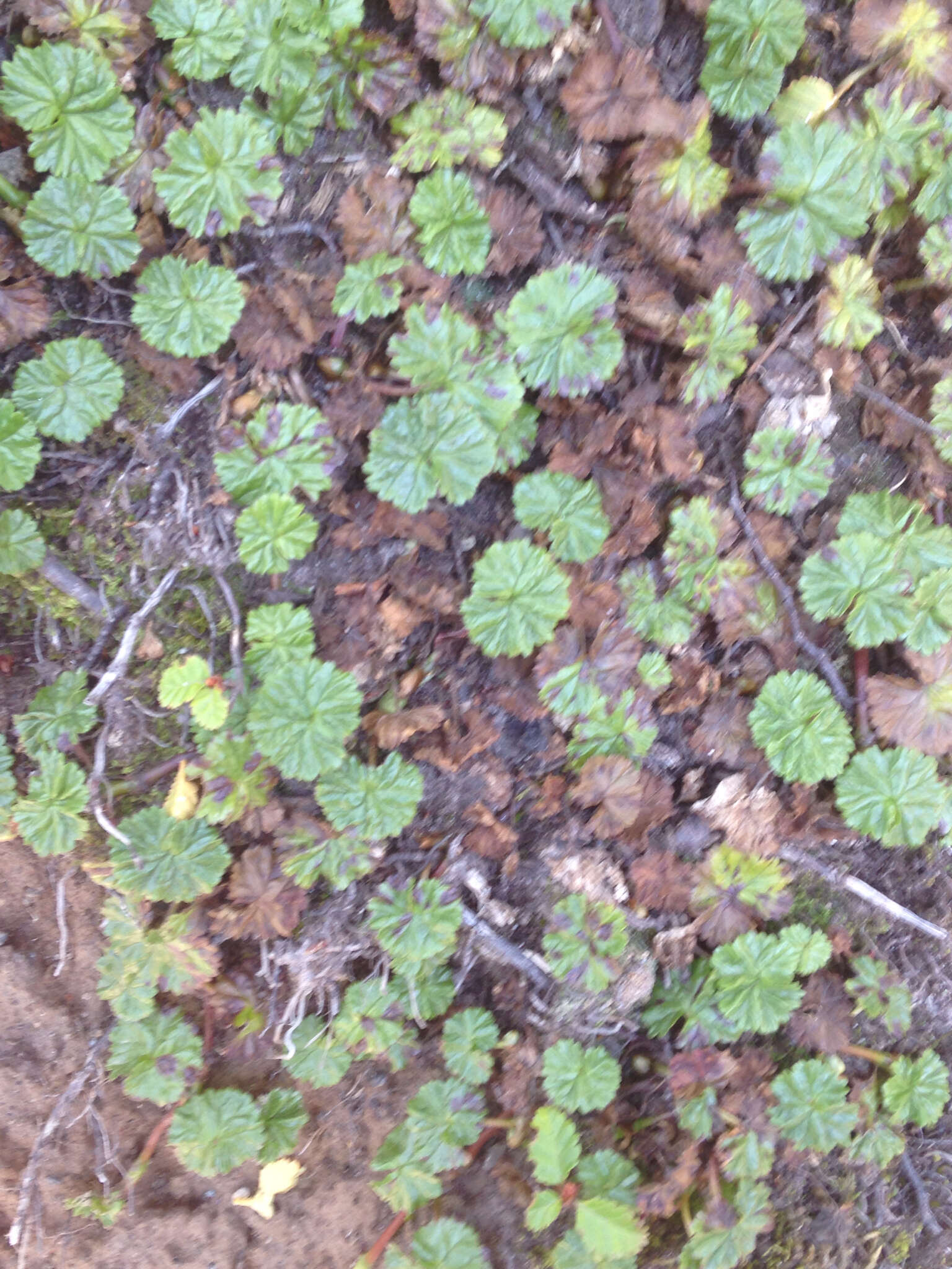 Sivun Gunnera magellanica Lam. kuva