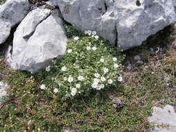 Imagem de Cerastium dinaricum G. Beck & Szysz.