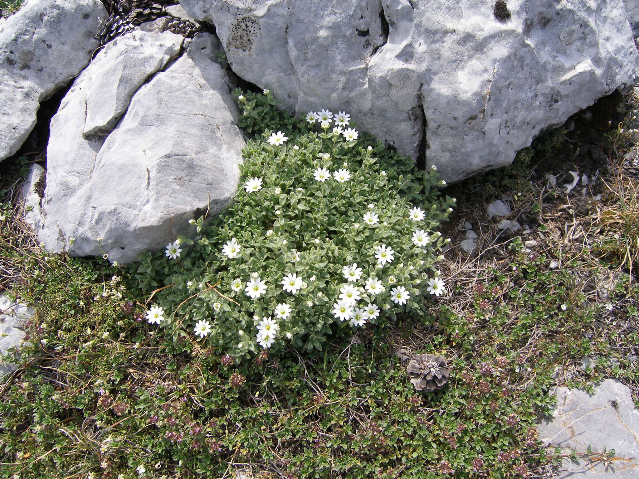 Imagem de Cerastium dinaricum G. Beck & Szysz.