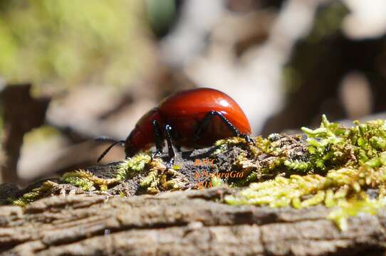 Imagem de Leptinotarsa rubiginosa (Rogers 1856)