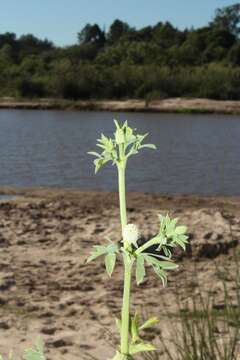 Image de Eryngium divaricatum Hook. & Arn.