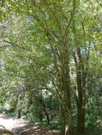 Image of Carpinus tropicalis (Donn. Sm.) Lundell