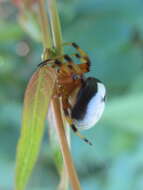 Image of Bijoaraneus komachi Tanikawa, Yamasaki & Petcharad 2021