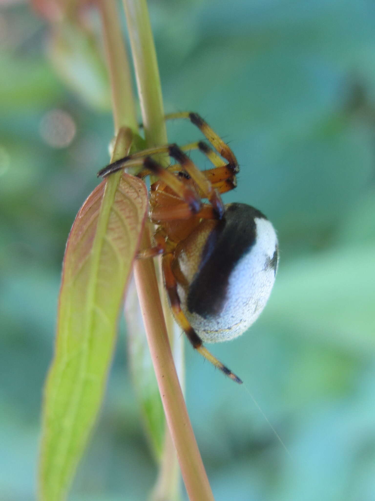 Image of Bijoaraneus komachi Tanikawa, Yamasaki & Petcharad 2021