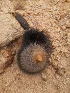 Image of Copiapoa serpentisulcata F. Ritter