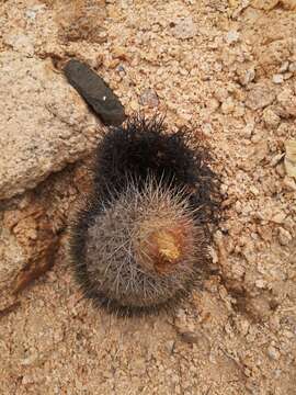 Image of Copiapoa serpentisulcata F. Ritter