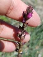 Image of birdfoot checkerbloom