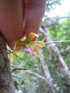 Plancia ëd Encyclia bracteata Schltr. ex Hoehne