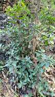 Image of California buckthorn