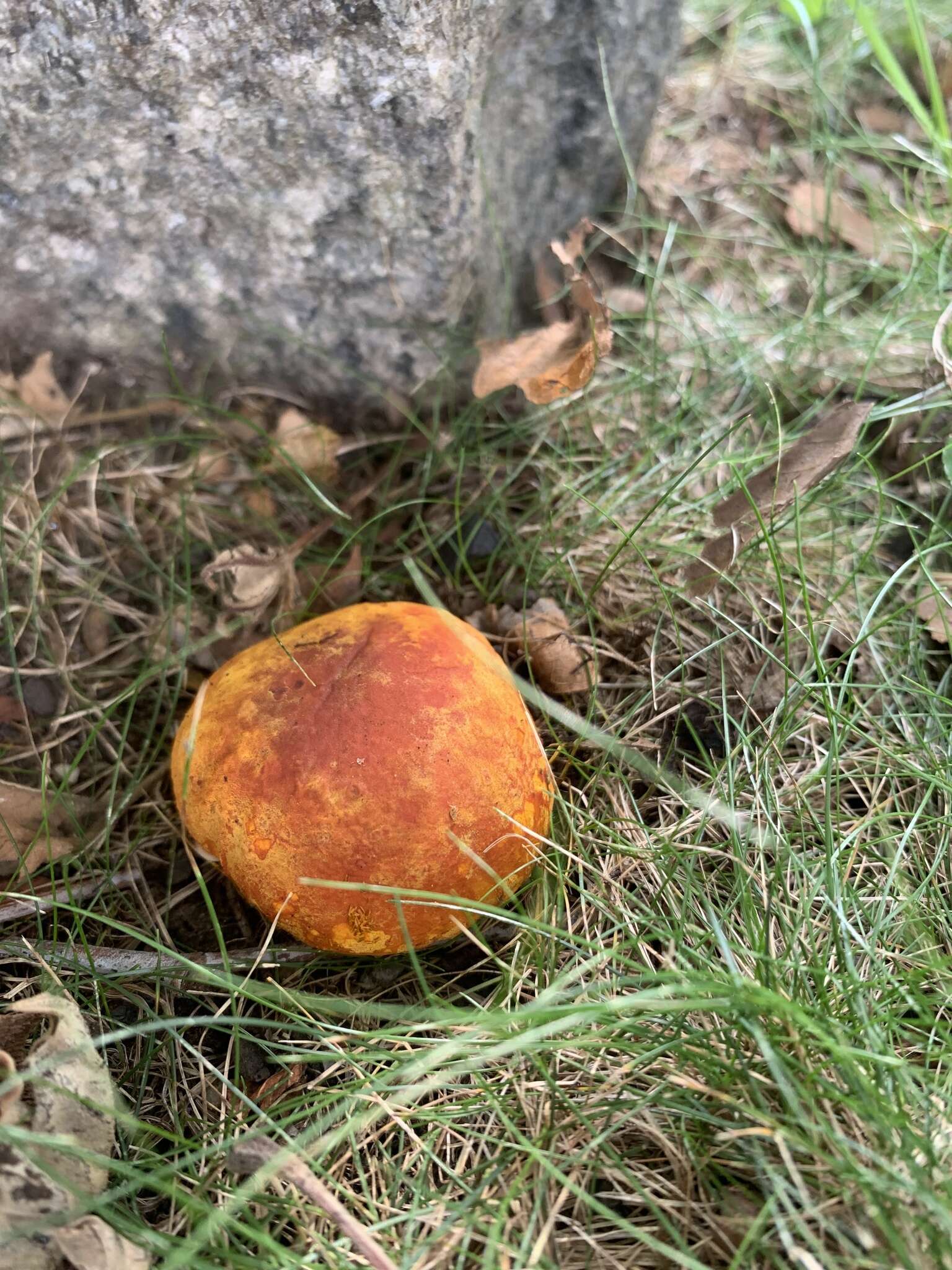 Image of Calvatia candida (Rostk.) Hollós 1902