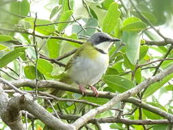 Image of Rudd's Apalis