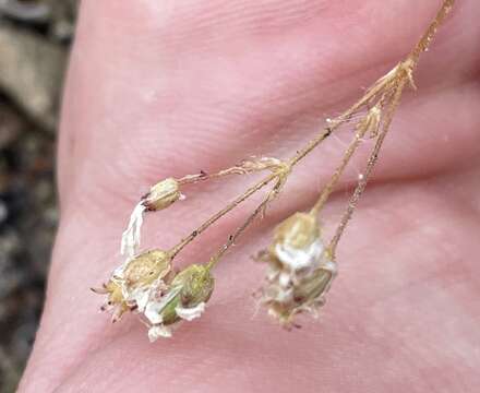 Image of fescue sandwort