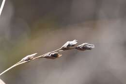 Image of Texasgrass