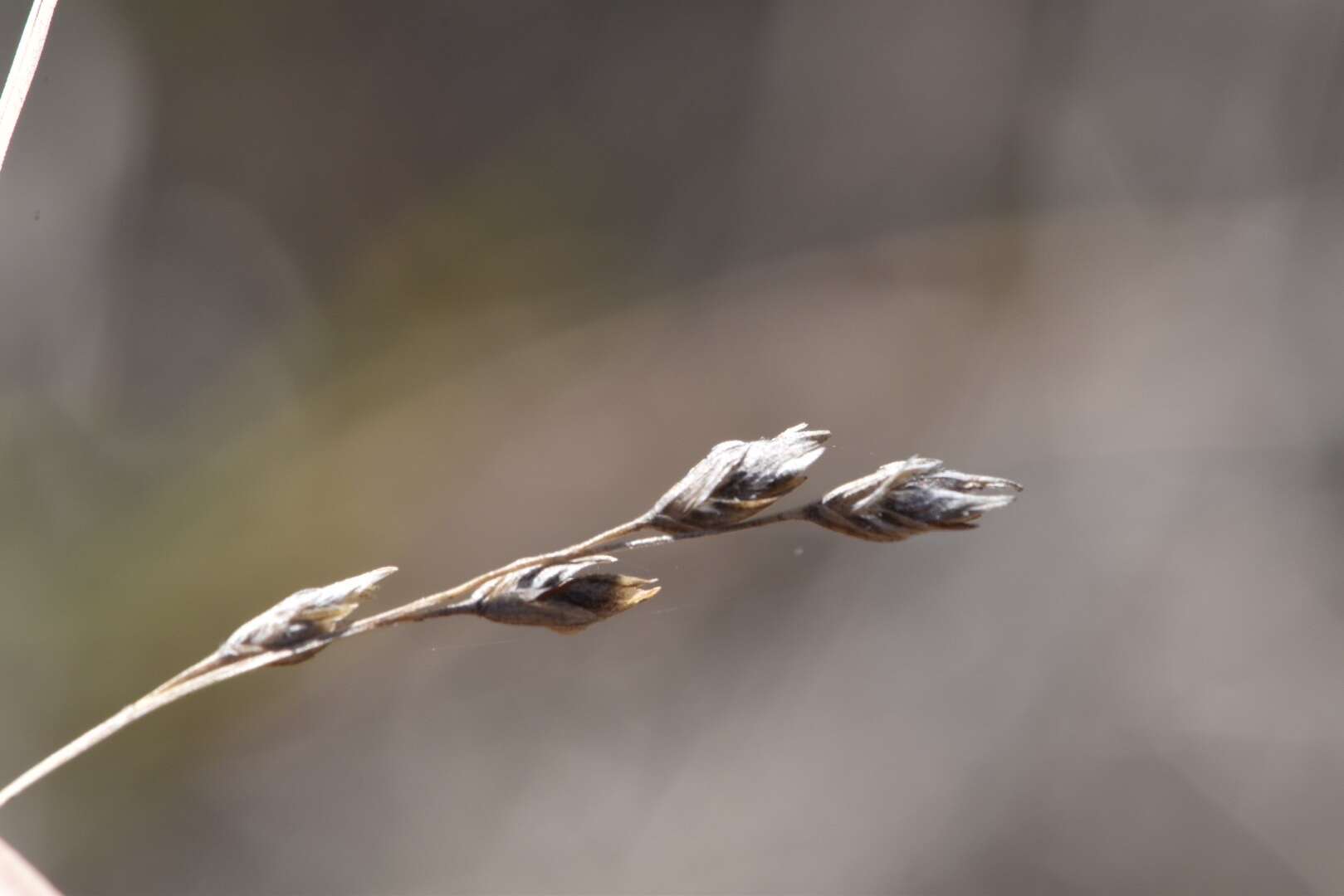 Plancia ëd Vaseyochloa