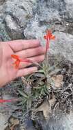 صورة Erythranthe flammea G. L. Nesom