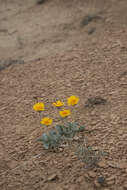 Image of nakedstem sunray