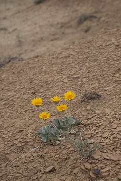 Image of nakedstem sunray