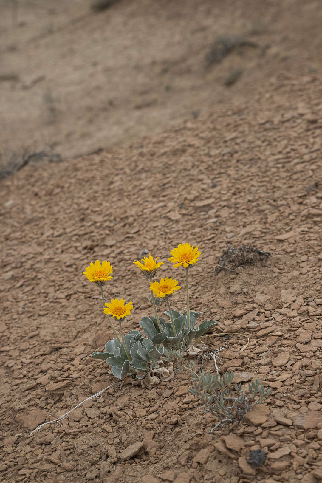 Image of nakedstem sunray