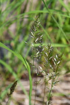 صورة Trisetum altaicum Roshev.