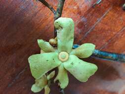 Image of Guatteria amplifolia Triana & Planch.