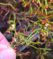 Image of Erica multiflexuosa E. G. H. Oliver