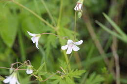 Image of Geranium pseudosibiricum J. Mayer