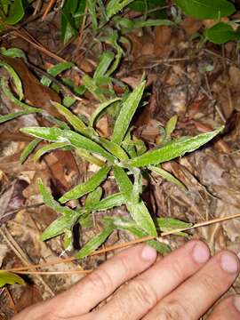 Image of zigzag silkgrass