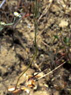 Imagem de Ornithogalum pilosum L. fil.