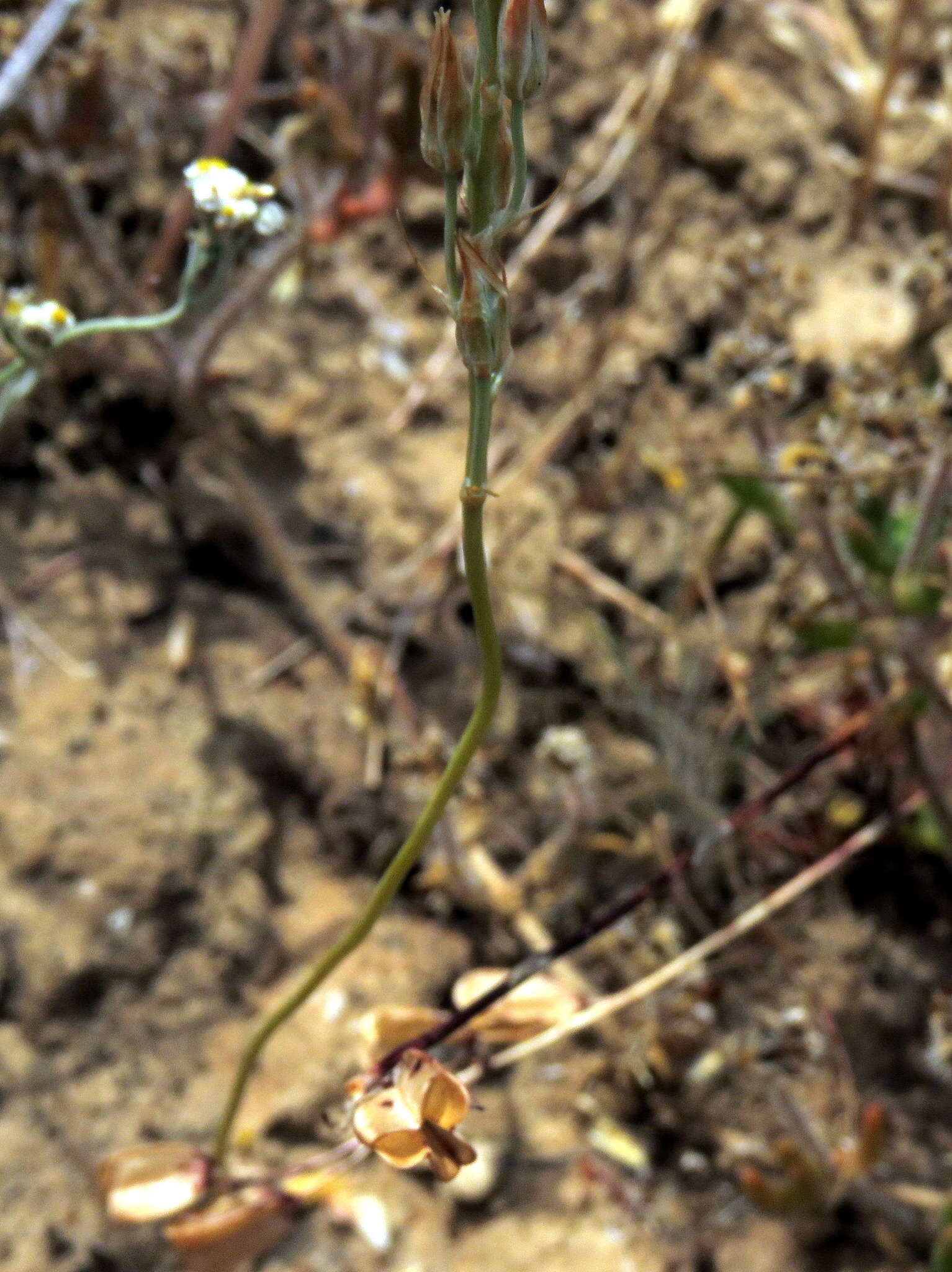 Imagem de Ornithogalum pilosum L. fil.