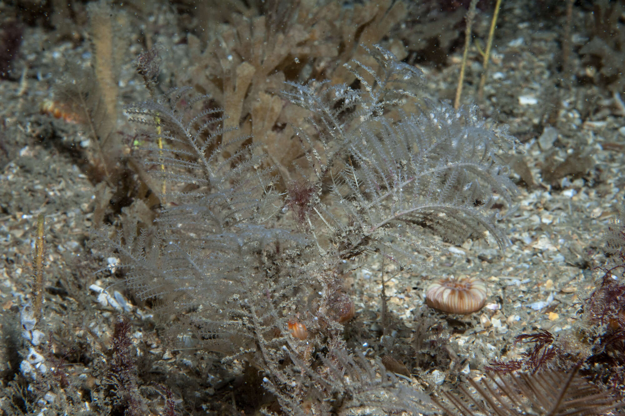 Image of Diphasia fallax (Johnston 1847)