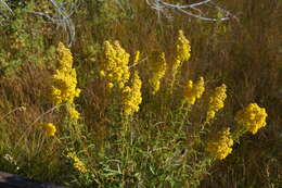 Image of Nevada Goldenrod