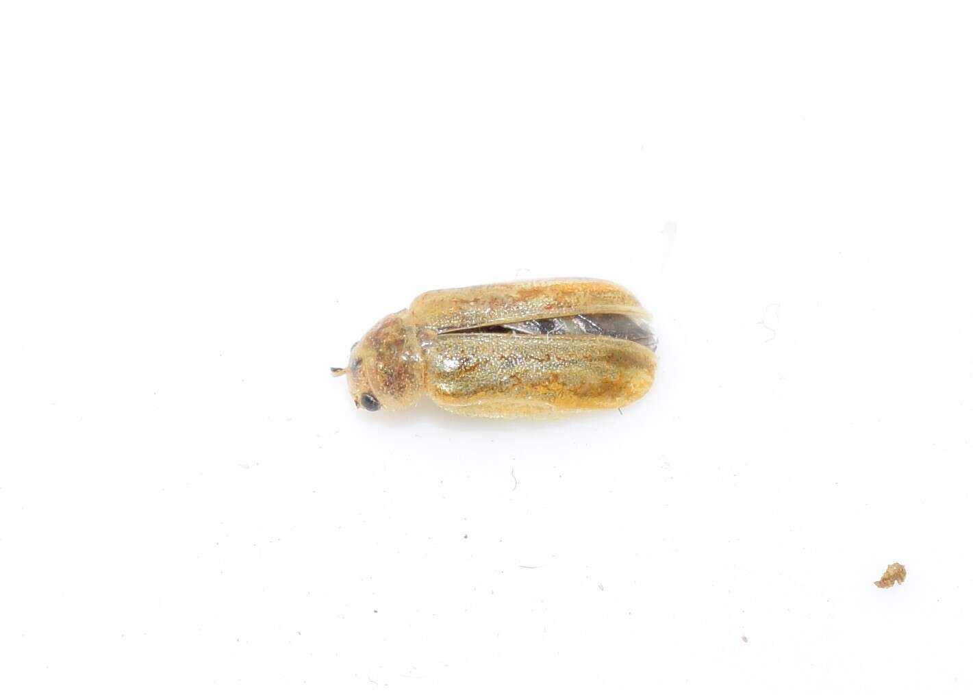 Image of Tamarisk leaf beetle