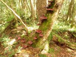 Image of Ganoderma valesiacum Boud. 1895