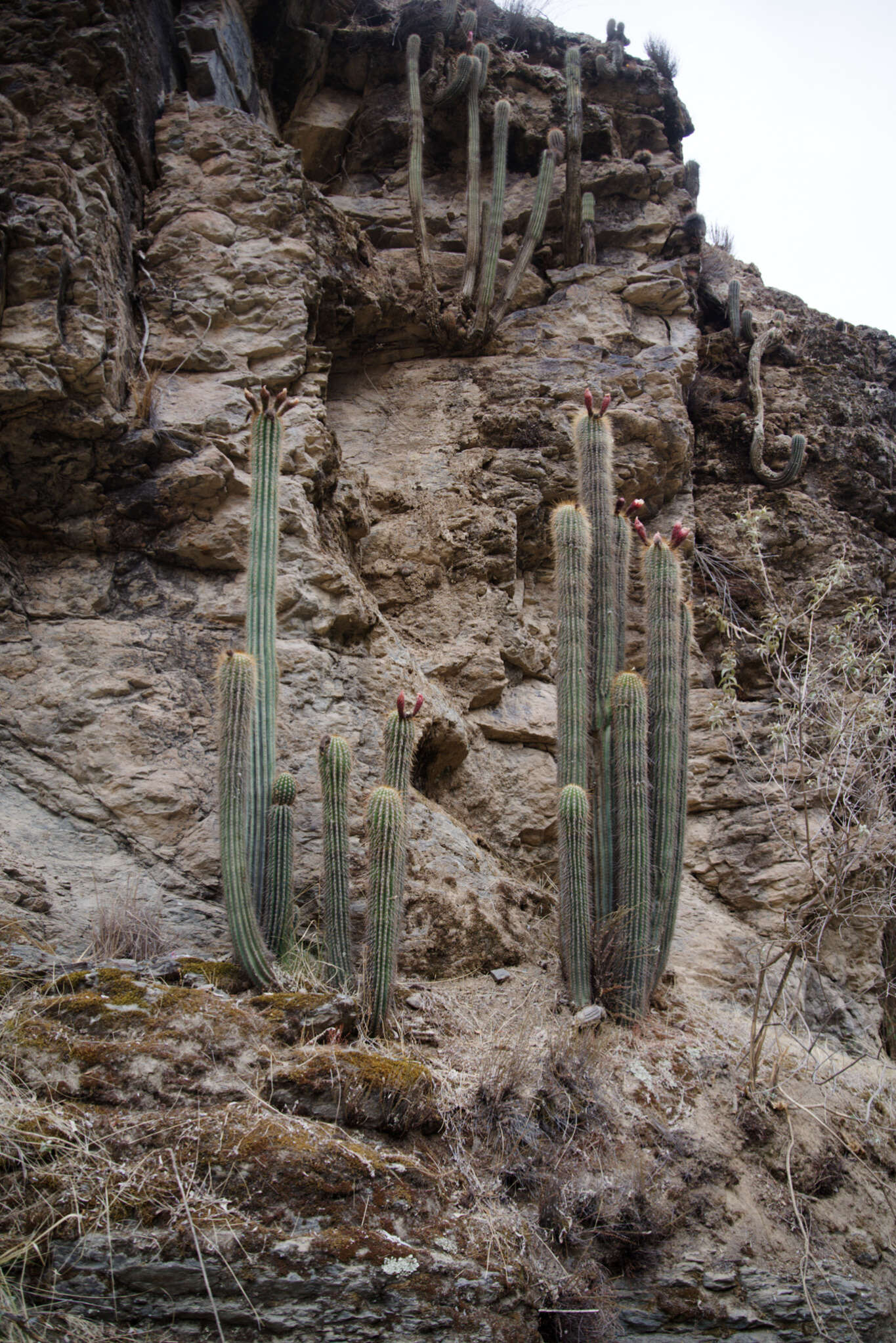 Image of Echinopsis volliana (Backeb.) H. Friedrich & G. D. Rowley