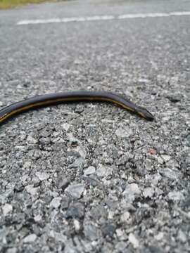 Image of Koa Tao Island Caecilian