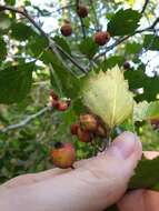 Слика од Crataegus chrysocarpa var. phoeniceoides J. B. Phipps & Sennikov