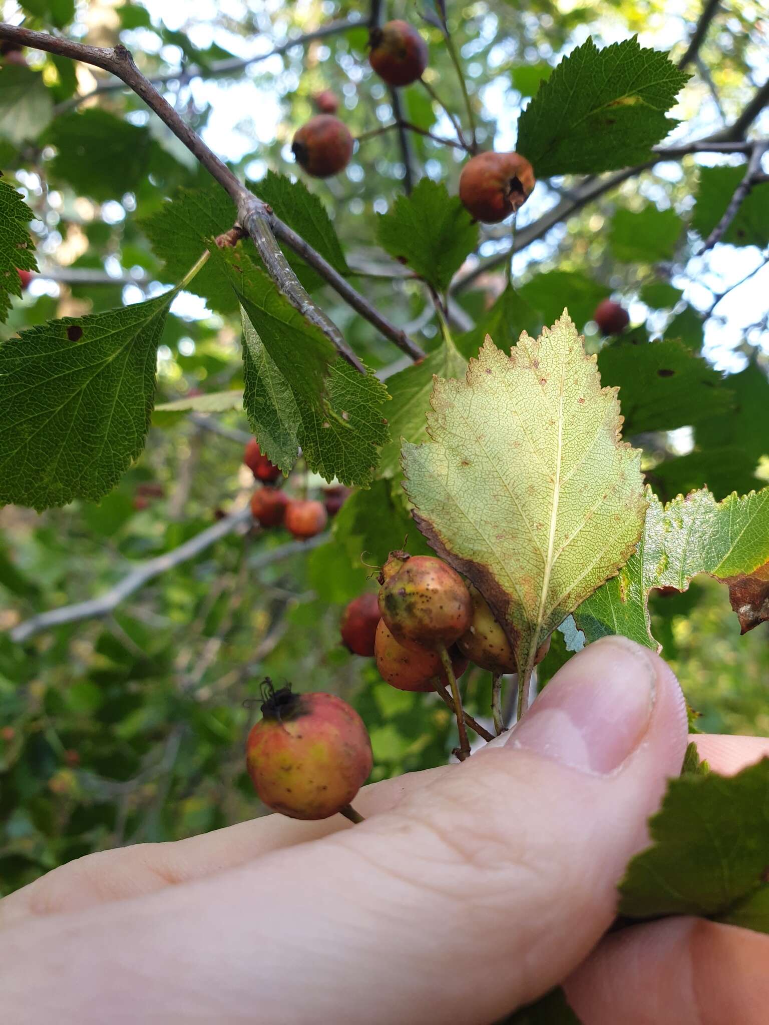 Image of Crataegus chrysocarpa var. phoeniceoides J. B. Phipps & Sennikov