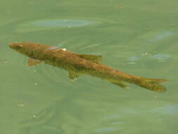 Image of Large-spot Barbel