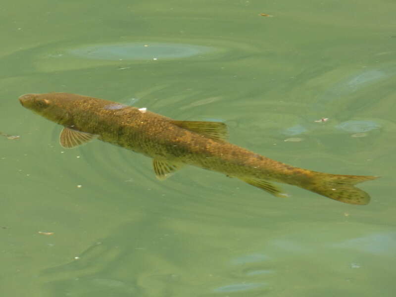 Image of Large-spot Barbel