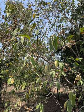 Image of Combretum quadrangulare Kurz