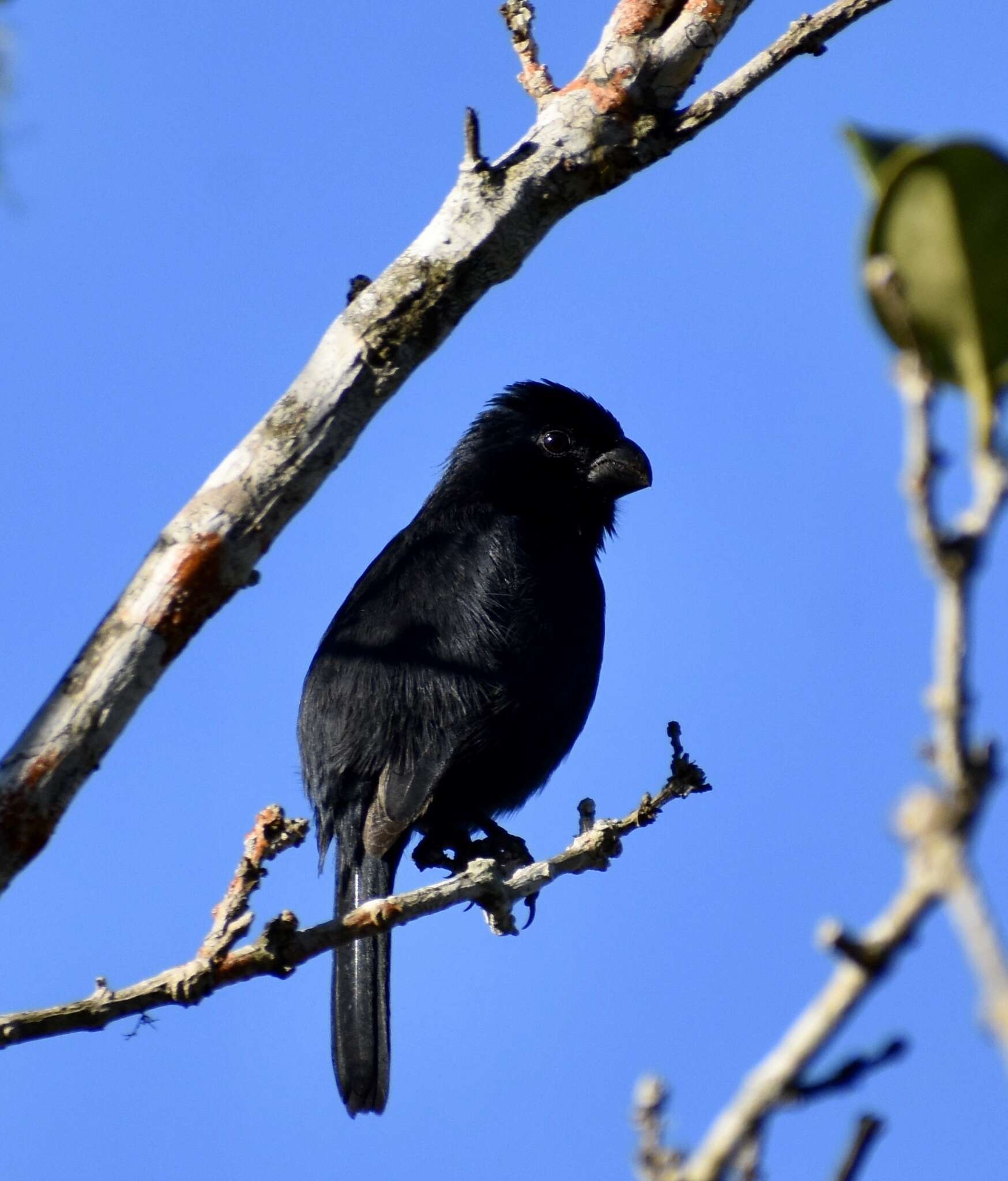 Image of Cuban Bullfinch